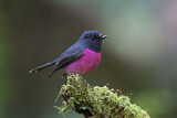 Image. Pink Robin