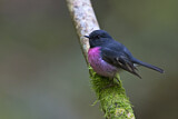 Image. Pink Robin