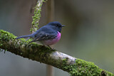 Image. Pink Robin
