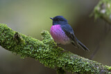 Image. Pink Robin