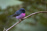 Image. Pink Robin