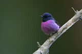 Image. Pink Robin