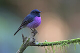 Image. Pink Robin