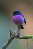 Image. Pink Robin