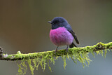 Image. Pink Robin