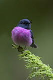 Image. Pink Robin