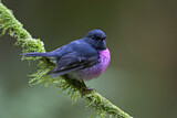 Image. Pink Robin