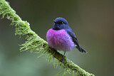 Image. Pink Robin