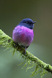 Image. Pink Robin
