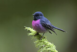 Image. Pink Robin