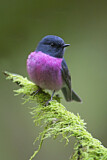 Image. Pink Robin