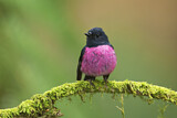 Image. Pink Robin