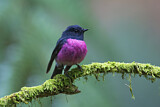 Image. Pink Robin