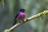 Image. Pink Robin