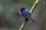 Image. Pink Robin