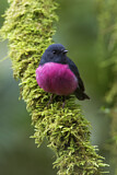 Image. Pink Robin