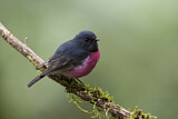 Image. Pink Robin