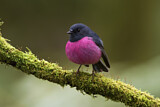 Image. Pink Robin
