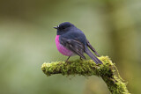 Image. Pink Robin