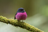 Image. Pink Robin