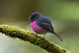 Image. Pink Robin