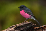 Image. Pink Robin