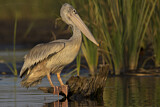 Image. Pink-backed Pelican