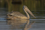 Image. Pink-backed Pelican