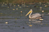 Image. Pink-backed Pelican