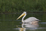 Image. Pink-backed Pelican