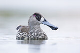 Image. Pink-eared Duck