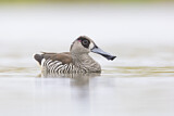 Image. Pink-eared Duck
