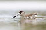 Image. Pink-eared Duck