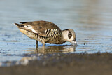 Image. Pink-eared Duck