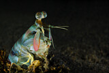 Image. Pink-eared Mantis Shrimp