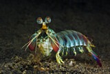 Image. Pink-eared Mantis Shrimp