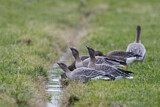 Image. Pink-footed Goose & Greater White-fronted Goose
