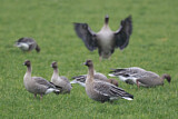 Image. Pink-footed Goose