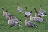Image. Pink-footed Goose