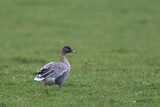 Image. Pink-footed Goose