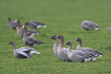 Image. Pink-footed Goose