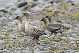 Image. Pink-footed Goose
