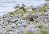 Image. Pink-footed Goose