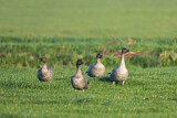 Image. Pink-footed Goose