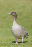 Image. Pink-footed Goose