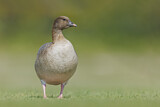 Image. Pink-footed Goose