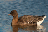 Image. Pink-footed Goose