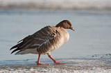 Image. Pink-footed Goose
