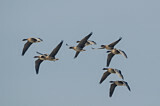 Image. Pink-footed Goose