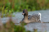 Image. Pink-footed Goose